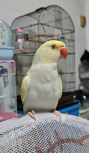 นก ครีม ฟ้า หัวมีรอยจิกขนหลุด