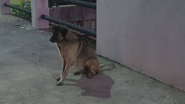 สุนัข ดำเทา ขนยาว หูตูบ
