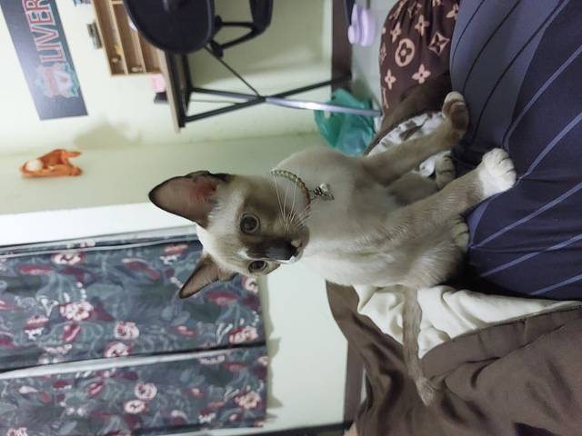 แมว น้ำตาลอ่อน