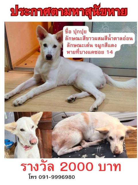 สุนัข ขาว ส้ม น้ำตาล นวล จมูกสีชมพู จมูกมีตุ่มใหญ่ · ไม่มี