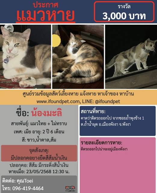 แมว ขาว น้ำตาล ส้ม มีปลอกคอยางยืดสีส้มน้ำเงิน · สีส้ม มีกระดิ่งสีน้ำเงิน