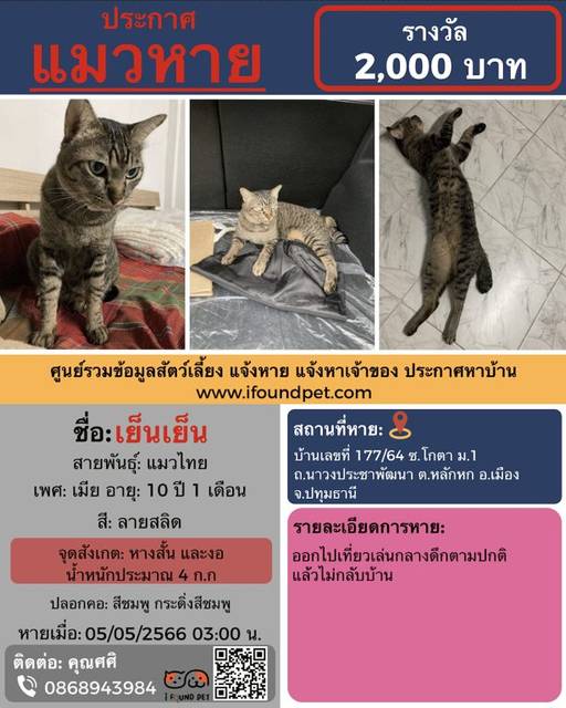 แมว ลายสลิด หางสั้น และงอ น้ำหนักประมาณ 4 ก.ก ปลอกคอสีชมพู กระดิ่งสีชมพู · สีชมพู กระดิ่งสีชมพู