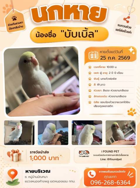 นก ฟ้า ขาว ห่วงขานกสีแดง