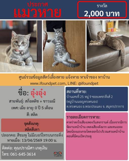 แมว สลิด สลิดสีเทา · สีชมพู ไม่มีเบอร์โทรบนกระดิ่ง