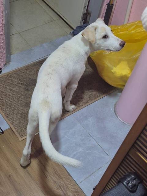 สุนัข ขาว วิ่งหลงเข้าซอยมาวิ่งวนๆ