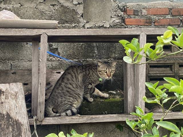 แมว สลิดลายดำ น้องหลุดมาพร้อมกับสายจูงสีน้ำเงิน ไม่เห็นสีปลอกคอค่ะ เพราะน้องไม่ให้เข้าใกล้เลย กลัวคน แต่เห็นมีกระดิ่งสีเขียวติดอยู่ที่ปลอกคอด้วยค่ะ