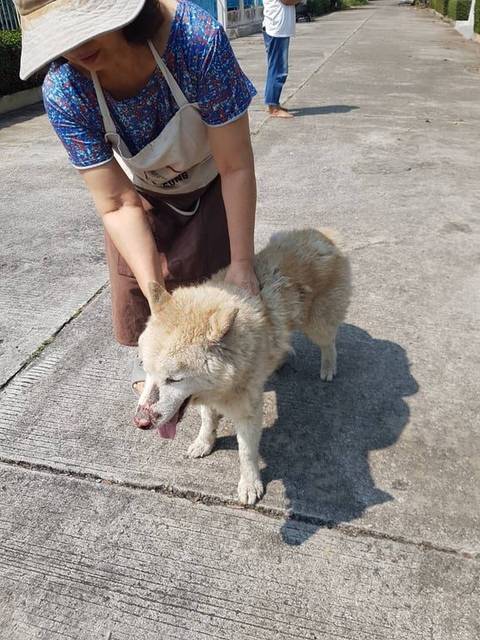 สุนัข ขาวครีมน้ำตาล หลงมาที่หมู่บ้านพิมุกต์1 ต.สันทรายน้อย อ.สันทราย จ.เชียงใหม่