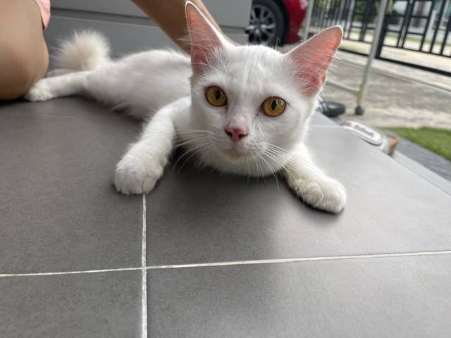 แมว ขาว เพศผู้สีขาว หางฟูๆน่าจะคล้ายเปอร์เซียผสมไม่แน่ใจ สีตาสีเหลือง จมูกชมพูมีแต้มจุดสีชมพูแดง