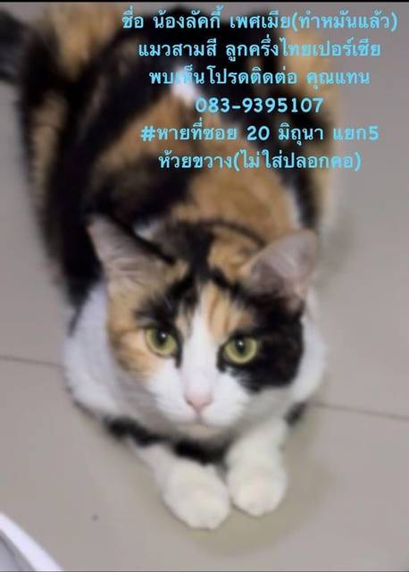 แมว สามสี ใบหน้าน้องตรงดวงตาข้างนึงจะมีปลายสีดำใบหน้าน้องตรงดวงตาข้างนึงจะมีลายสีดำคาดไว้ · ไม่มี