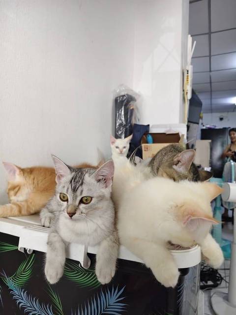 แมว เทา สีเทา ขาว พัธ์ผสม ไทย เปอร์เซีย ไม่มีปลอกคอ · ไม่มี