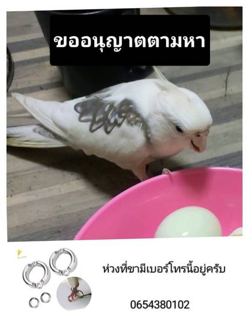 นก ขาว เทา ห่วงที่ขามีเบอร์โทรศัพท์ 0654380102