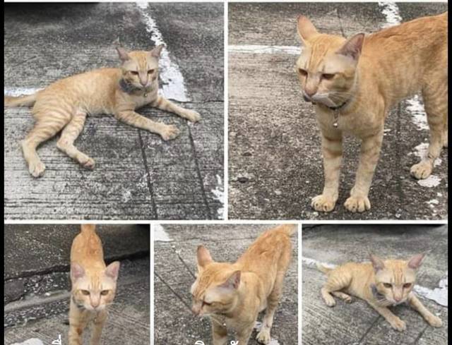 แมว ส่ม