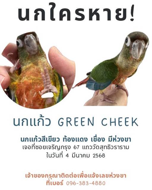 นก ดำท้องแดง