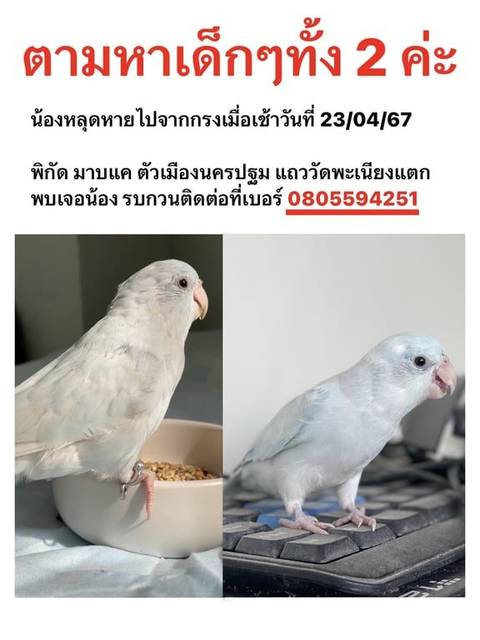 นก อเมริกันไวท์ สีฟ้าอ่อนเกือบขาว มูมู่ มีห่วงขาที่ข้อเท้าข้างขวา / บลูบรูซ มีขนสีฟ้าอ้อน มีขนสีขาวตรงหัว