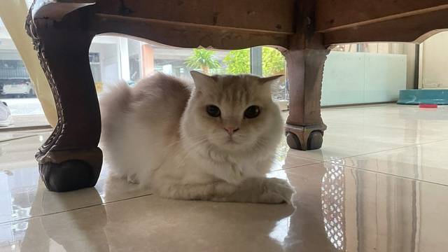 แมว ครีม น้องหลุดมา เพศเมีย น้องมีปลอกคอ (น่าจะมีเจ้าของ) ไม่ดุ ขี้อ้อน น้องมานอนซุกที่หน้าบ้าน แถวซอยประชาราษฎร์บำเพ็ญ 13 ถนน 20 มิถุนา (ห้วยขวาง-รัชดา)