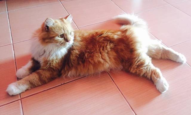 แมว ส้ม ขาว คอขาว​ ขาหน้าขาว​ จมูกชมพู · สีแดง มีกระดิ่ง