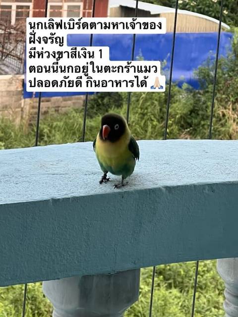 นก หัวดำ pin186372