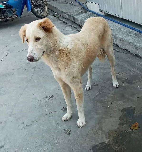 สุนัข ข้าย