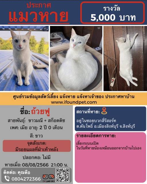 แมว ขาว มีรอยแผลที่ฝ่าเท้าหลัง · ไม่มี