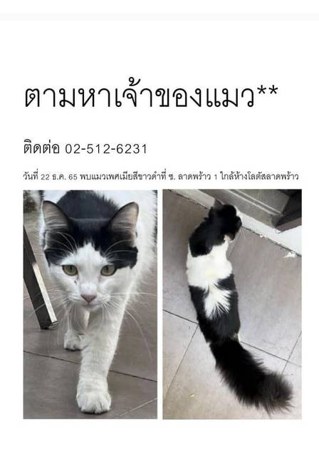 แมว ขาว ดำ