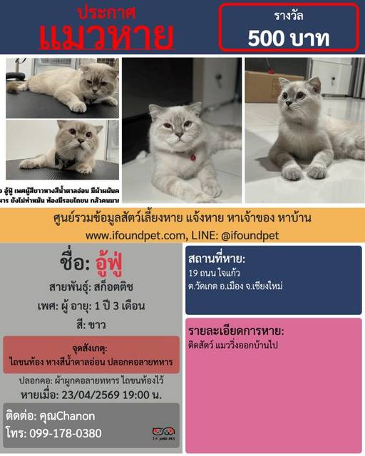 แมว ขาว ไถขนท้อง หางสีน้ำตาลอ่อน ปลอกคอลายทหาร · ผ้าผูกคอลายทหาร ไถขนท้องไว้