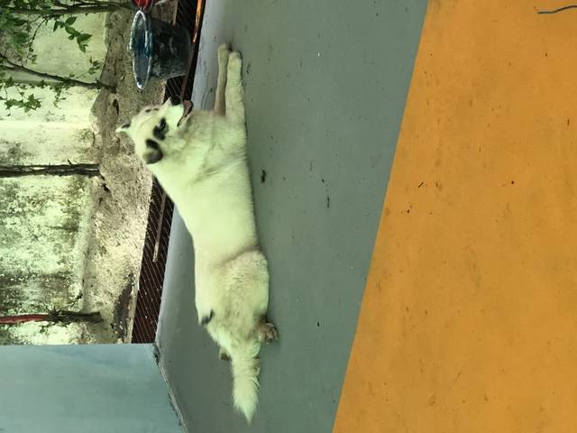 สุนัข สีขาว