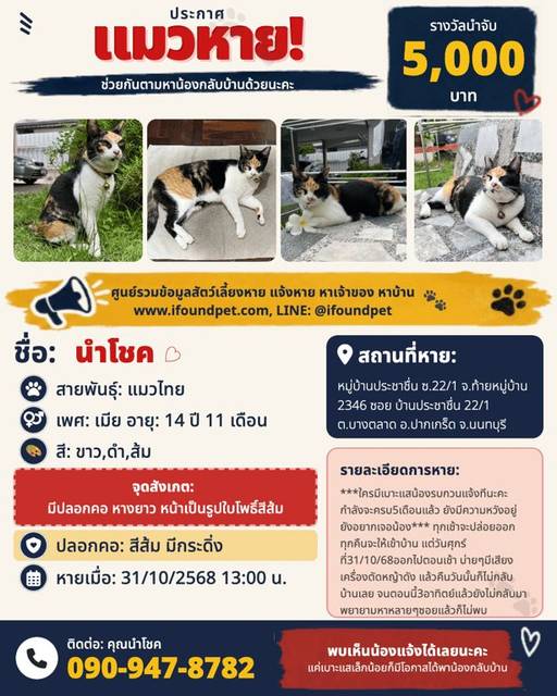 แมว ขาว ดำ ส้ม มีปลอกคอ หางยาว หน้าเป็นรูปใบโพธิ์สีส้ม · สีส้ม มีกระดิ่ง