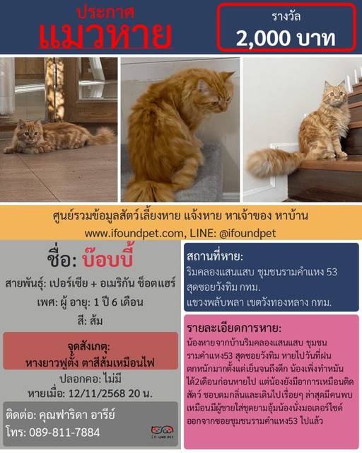 แมว ส้ม หางยาวฟูตั้ง ตาสีส้มเหมือนไฟ · ไม่มี