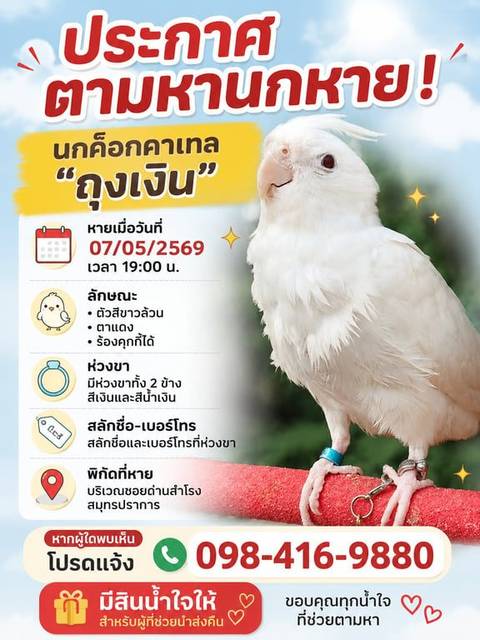 นก ขาว มีห่วงขาทั้งสองข้างสีน้ำเงินและสีเงิน