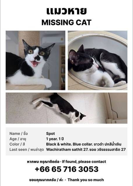 แมว ดำ ขาว Black spot on the nose · สีฟ้า Collar has his name "Spot" and my phone number