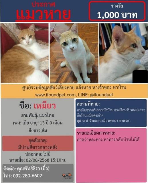 แมว ขาว ส้ม มีปานสีขาวกลางหลัง · ไม่มี