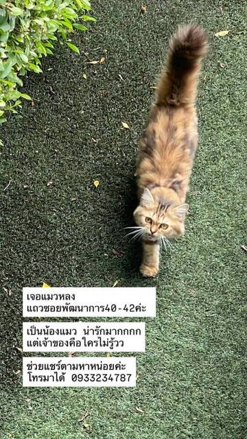 แมว สีน้ำตาลอ่อนสลับเข้ม พบเจอแมวหลงมาที่ลานจอดรถออฟฟิศ CP Axtra (Makro) ถนนพัฒนาการ