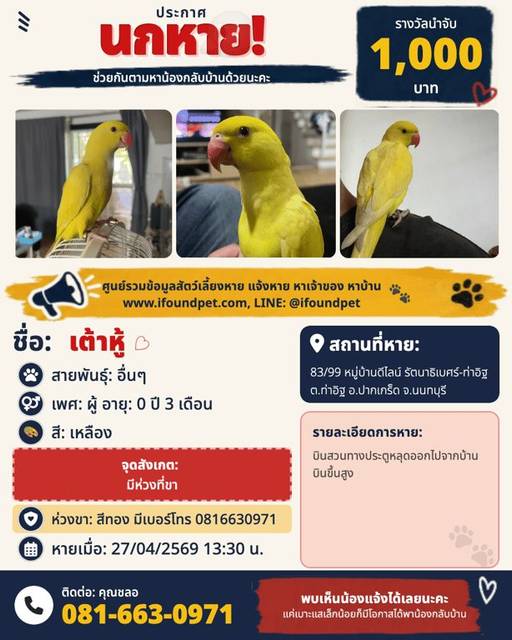 นก เหลือง มีห่วงที่ขา