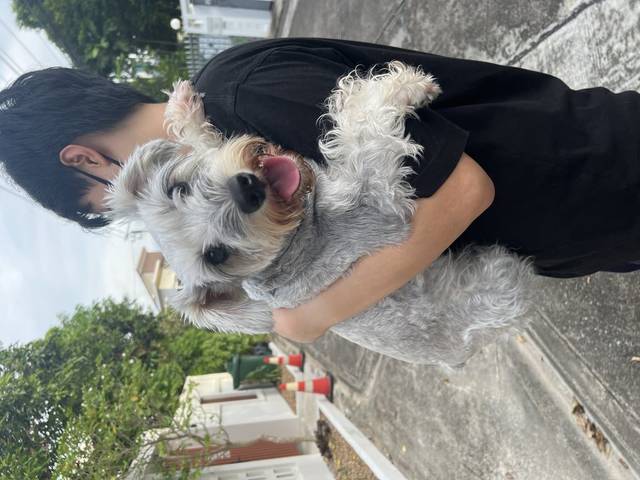 สุนัข เทา