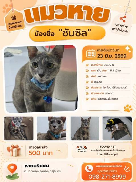 แมว เทา ส้ม หางกุด · สีเหลือง มีชื่อและเบอร์