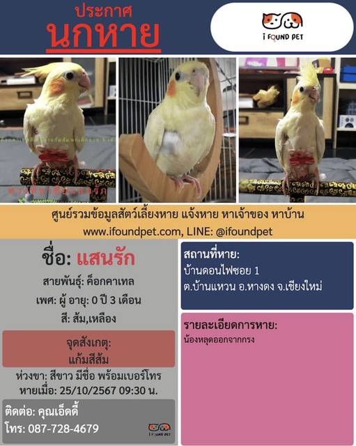 นก ส้ม เหลือง แก้มสีส้ม