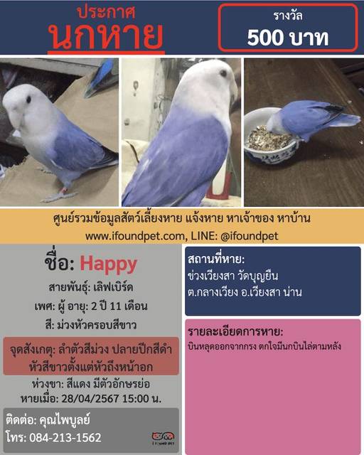 นก ม่วงหัวครอบสีขาว ลำตัวสีม่วง ปลายปีกสีดำ หัวสีขาวตั้งแต่หัวถึงหน้าอก สวมห่วงขาสีแดง