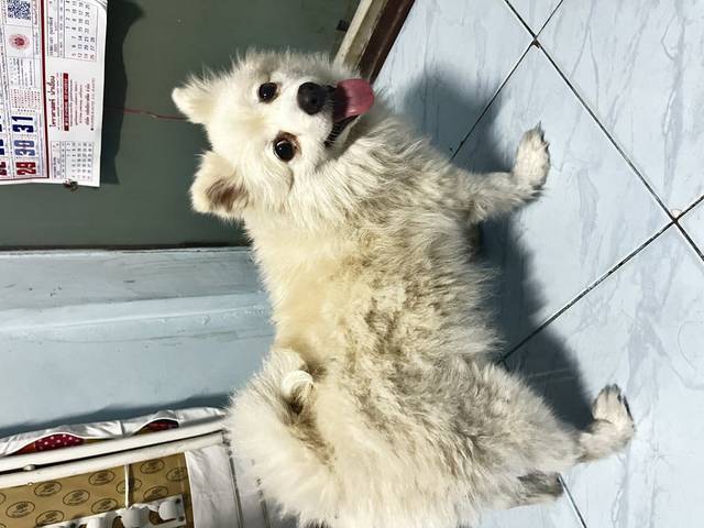 สุนัข ขาวน้ำ