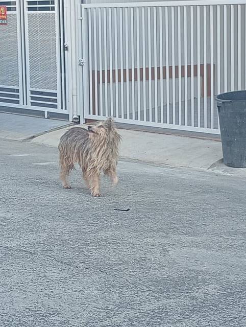 สุนัข ขาว น้องอาจจะหลงมาหรือโดนเอามาปล่อยในหมู่บ้าน