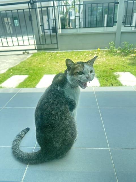แมว ส่วนคอขาว-สลิด หน้าขาวจนถึงส่วนท้อง