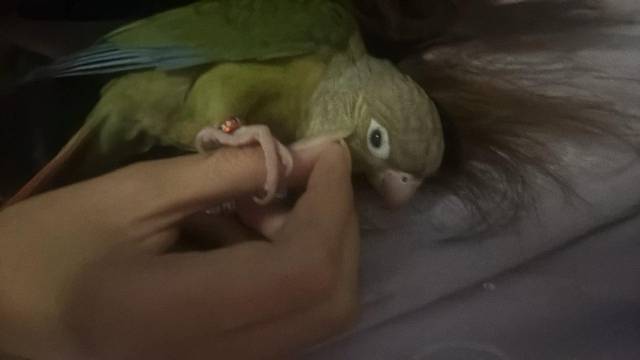 นก เขียว ครีม น้องใส่ห่วงที่ขาทั้งสองข้าง