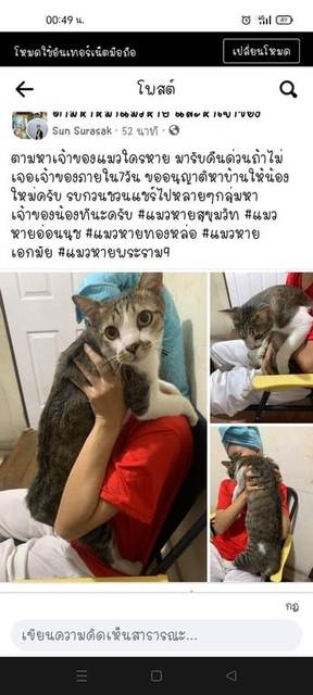 แมว หางไม่ยาว