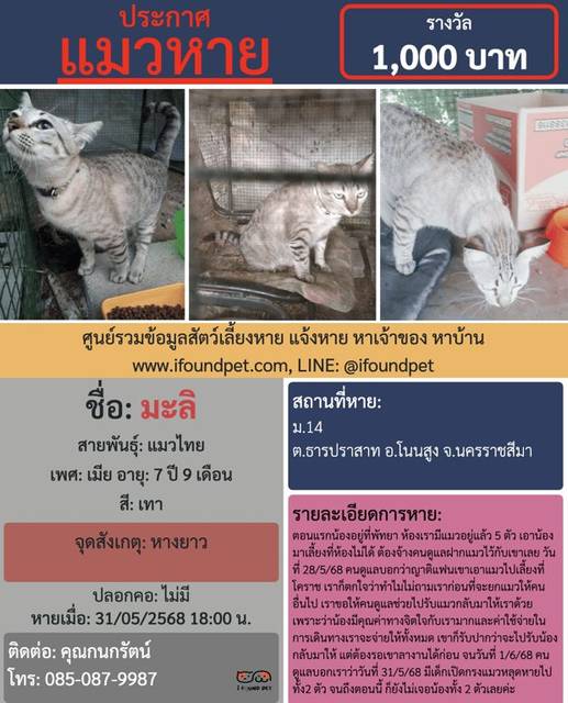 แมว เทา หางยาว · ไม่มี