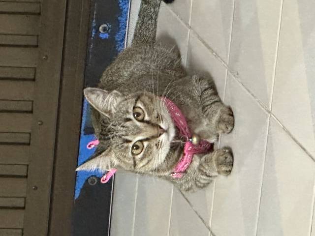 แมว ลายสลิด แมวไทยเพศเมีย อายุประมาณ7เดือน ตาสีเหลือง ร้องเสียงห้าวๆ