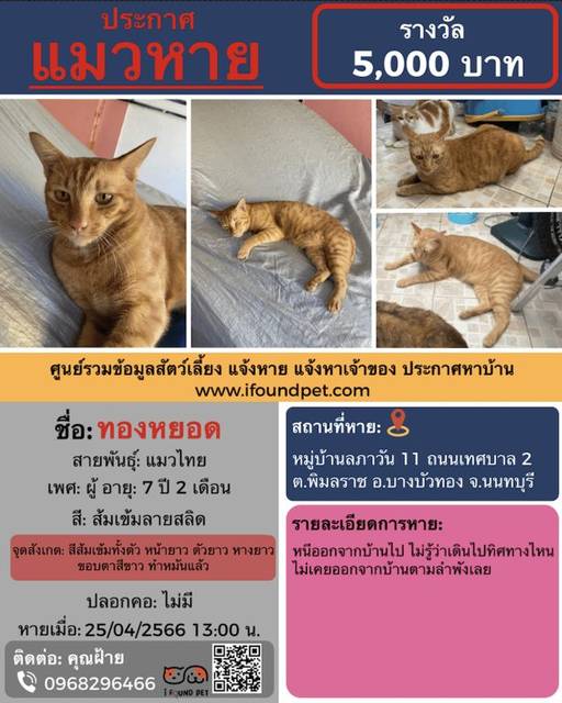แมว ส้มเข้มลายสลิด สีส้มเข้มทั้งตัว หน้ายาว ตัวยาว หางยาว ตัวหนา หนัก 6 กก. · ไม่มี