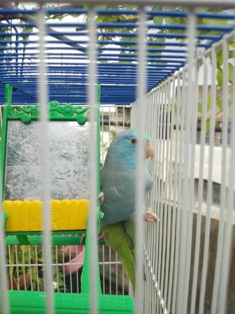 นก ฟ้า-น้ำเงิน