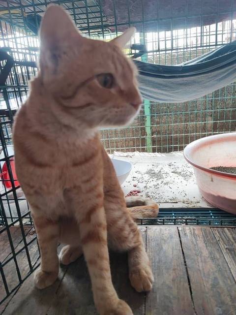 แมว ส้ม นน 5 โล