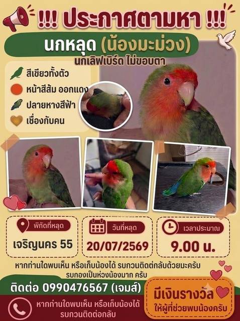 นก เขียว มีสีที่ปลายหางสีนำ้เงิน