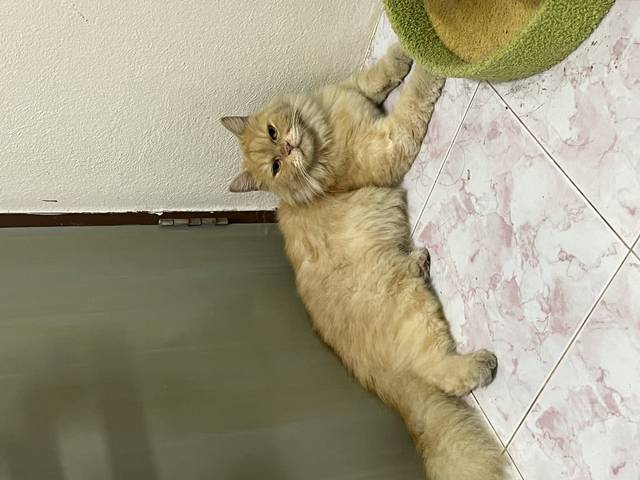 แมว ส้ม