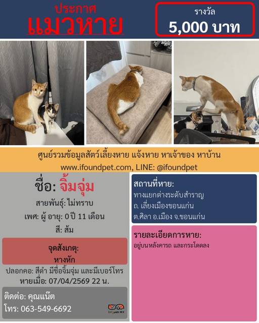 แมว ส้ม หางหัก · สีดำ มีชื่อจิ้มจุ่ม และมีเบอร์โทร